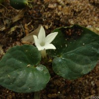 Geophila herbacea (Jacq.) K.Schum.